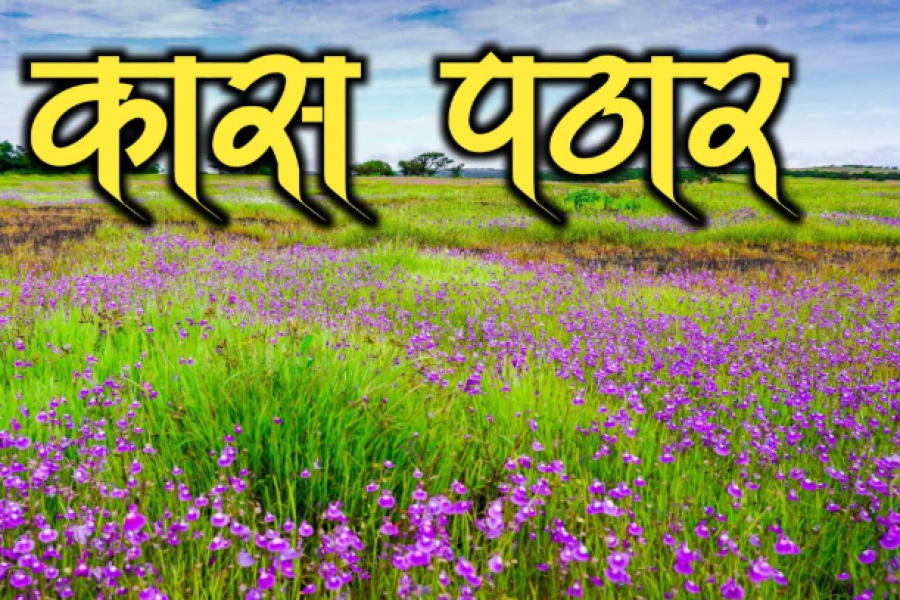 Pune to Kaas Pathar Tour Package – 1 Day Valley of Flowers Trip